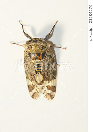 ニイニイゼミ　白背景 23534276