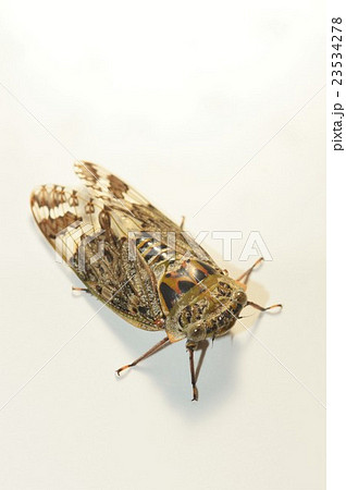 ニイニイゼミ　白背景 23534278