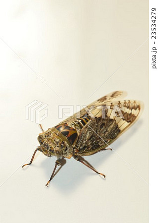 ニイニイゼミ 白背景 ニイニイゼミ 白背景 23534279