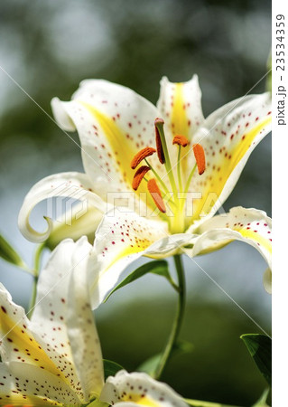 薬師池公園の山百合 23534359