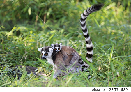 仲良し親子 ワオキツネザル 仲良し親子 ワオキツネザル 23534689