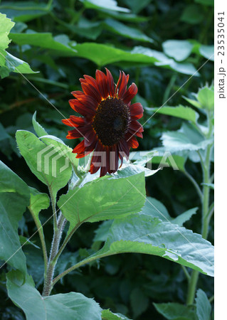 黒い向日葵 名前はココアと申します の写真素材