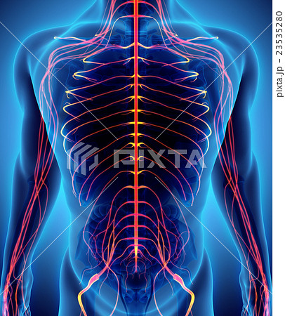 3D illustration male nervous system. 23535280