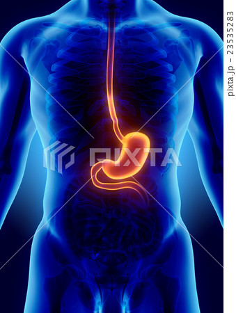 3D illustration of Stomach. 23535283