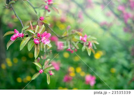 Spring nature background with pink blossom flower Spring nature background with pink blossom flower 23535339