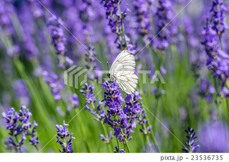 ラベンダー 23536735