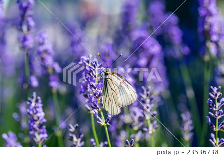 ラベンダー 23536738