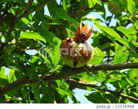 庭木などの観賞用のほか、食用になるザクロ。女性ホルモンのエストロゲンを含み、美容と健康に役立つ 23536966