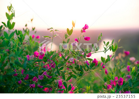 Beautiful landscape sunrise over a meadow 23537155