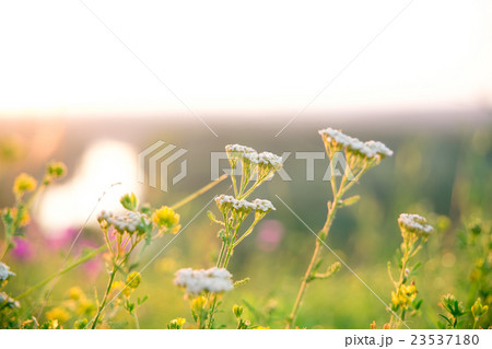 Beautiful rural landscape with sunrise over meadow Beautiful rural landscape with sunrise over meadow 23537180