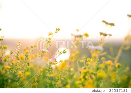 Beautiful rural landscape with sunrise over meadow Beautiful rural landscape with sunrise over meadow 23537181