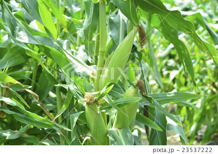 とうもろこし 23537222