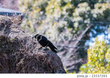 Crow on the wall in nature background. 23537263