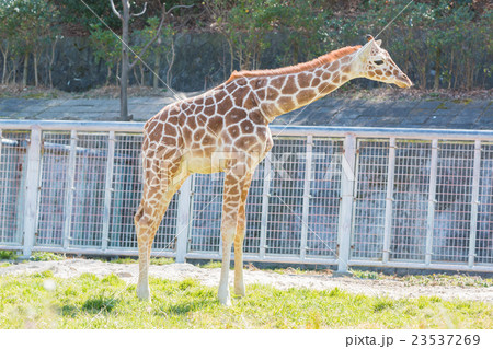 Beautiful Giraffe Close up, Giraffe in forest. Beautiful Giraffe Close up, Giraffe in forest. 23537269