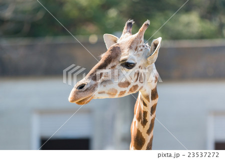 Beautiful Giraffe Close up, Giraffe in forest. Beautiful Giraffe Close up, Giraffe in forest. 23537272