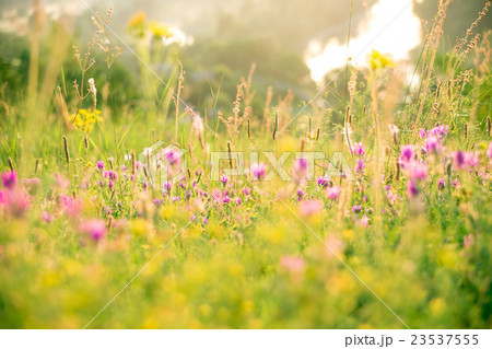 The beautiful natural landscape of summer flowers The beautiful natural landscape of summer flowers 23537555