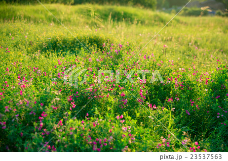 The beautiful natural landscape of summer flowers The beautiful natural landscape of summer flowers 23537563
