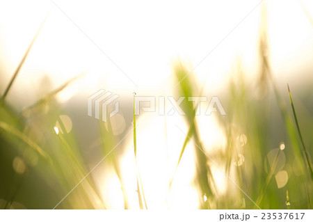 Morning landscape sunrise in the meadow Soft focus Morning landscape sunrise in the meadow Soft focus 23537617