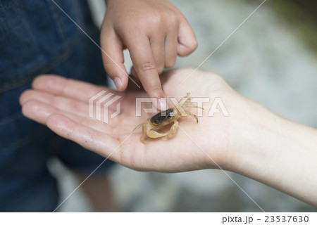 沢蟹を見つけた親子 沢蟹を見つけた親子 23537630