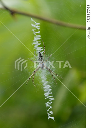 蜘蛛の巣 23537743