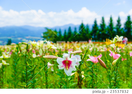 ダイナランドゆり園 ダイナランドゆり園 23537832