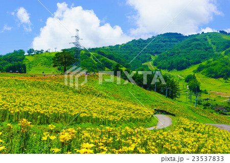 ダイナランドゆり園 23537833