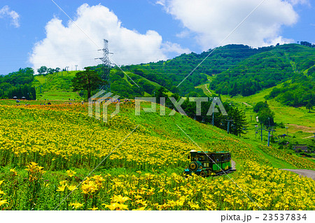 ダイナランドゆり園 23537834