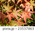 もみじ 23537863