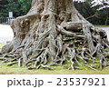 樹 23537921