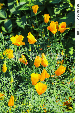 close up of california poppy flower 23540430