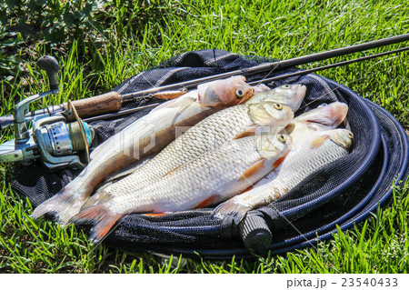 fishing catch on the grass and fishing gear. 23540433
