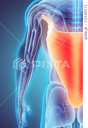 3D illustration of Latissimus Dorsi. 23540571