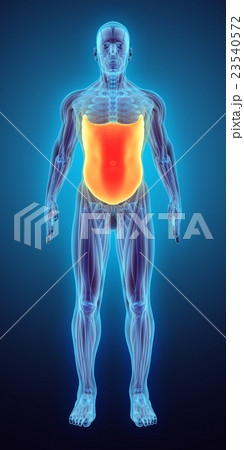 3D illustration of Obliquus Externus. 3D illustration of Obliquus Externus. 23540572
