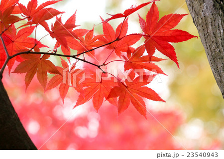 もみじ鮮やか もみじ鮮やか 23540943