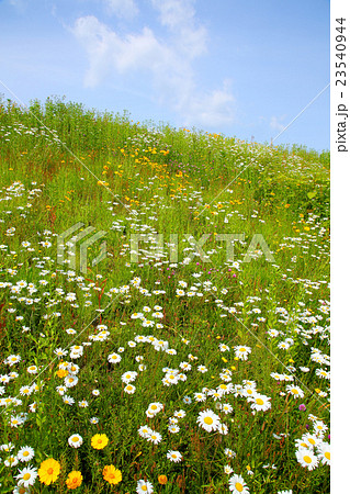 初夏の野 23540944