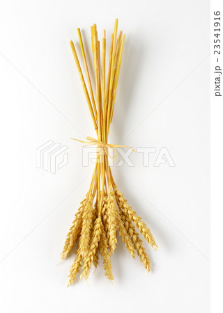 ripe grain ears 23541916