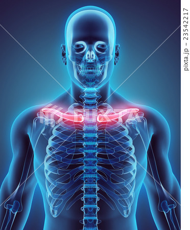3D illustration of Clavicle, medical concept. 3D illustration of Clavicle, medical concept. 23542217