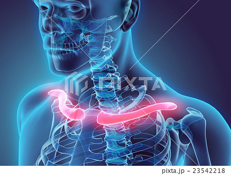 3D illustration of Clavicle, medical concept. 3D illustration of Clavicle, medical concept. 23542218