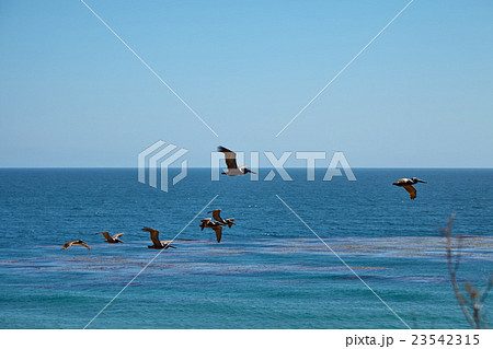 Brown pelicans flying over the ocean 23542315