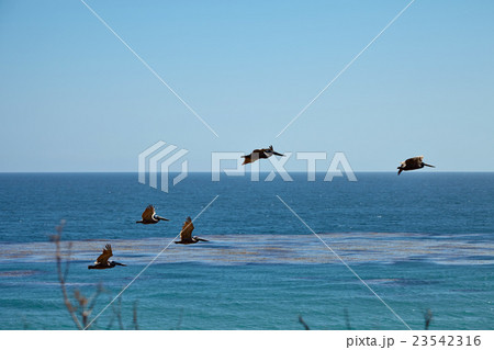 Brown pelicans flying over the ocean 23542316