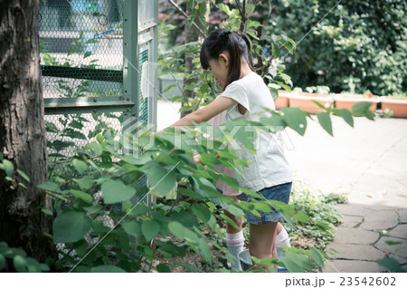 primary school child primary school child 23542602
