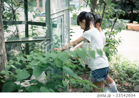 primary school child primary school child 23542604