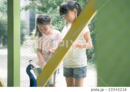 primary school child primary school child 23543216
