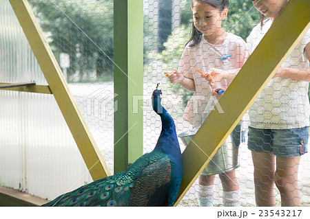 primary school child primary school child 23543217