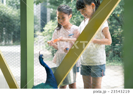 primary school child primary school child 23543219