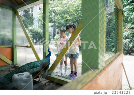 primary school child primary school child 23543222
