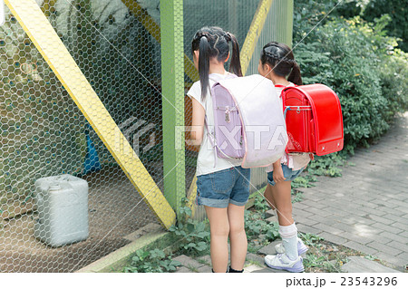 primary school child primary school child 23543296