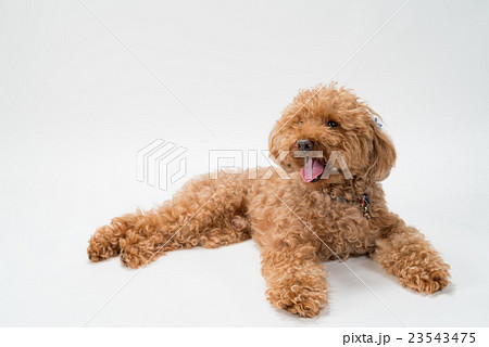 Toy Poodle Lying Down Stock Photo