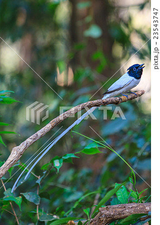 asian paradise flycatcher perching on a branch 23543747