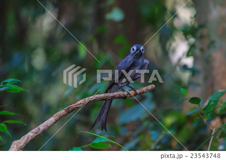 beautiful ashy drongo (Dicrurus leucophaeus) 23543748